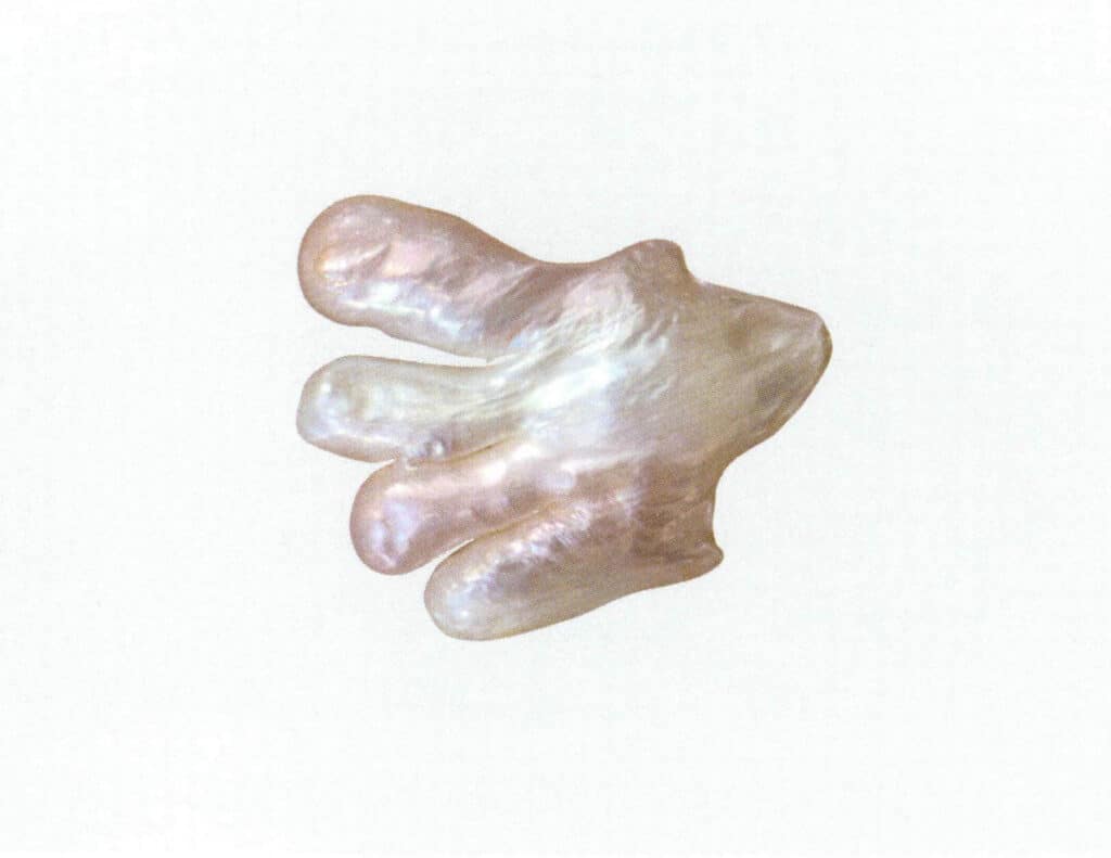 الشكل 1-4-55 لؤلؤة مستزرعة غير منتظمة نواة المياه العذبة المتصلة النواة