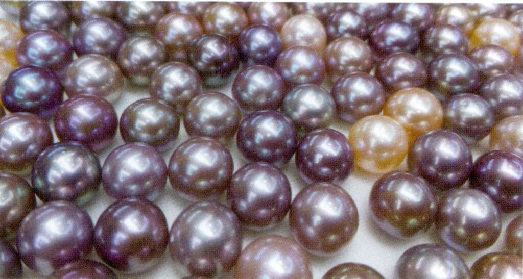 الشكل 1-4-64 لآلئ المياه العذبة المستزرعة ذات النوى