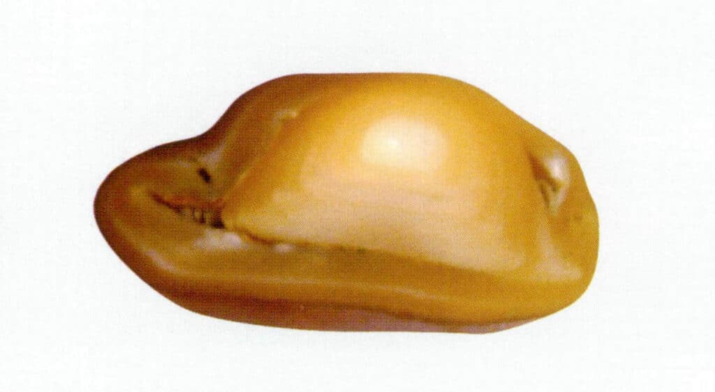 الشكل 1-4-65 لآلئ المياه العذبة المستزرعة المنواة في المياه العذبة مع إدخال أنوية متعددة