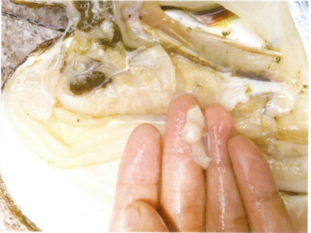 Figure 1-5-2 Freshly harvested pearls (1)