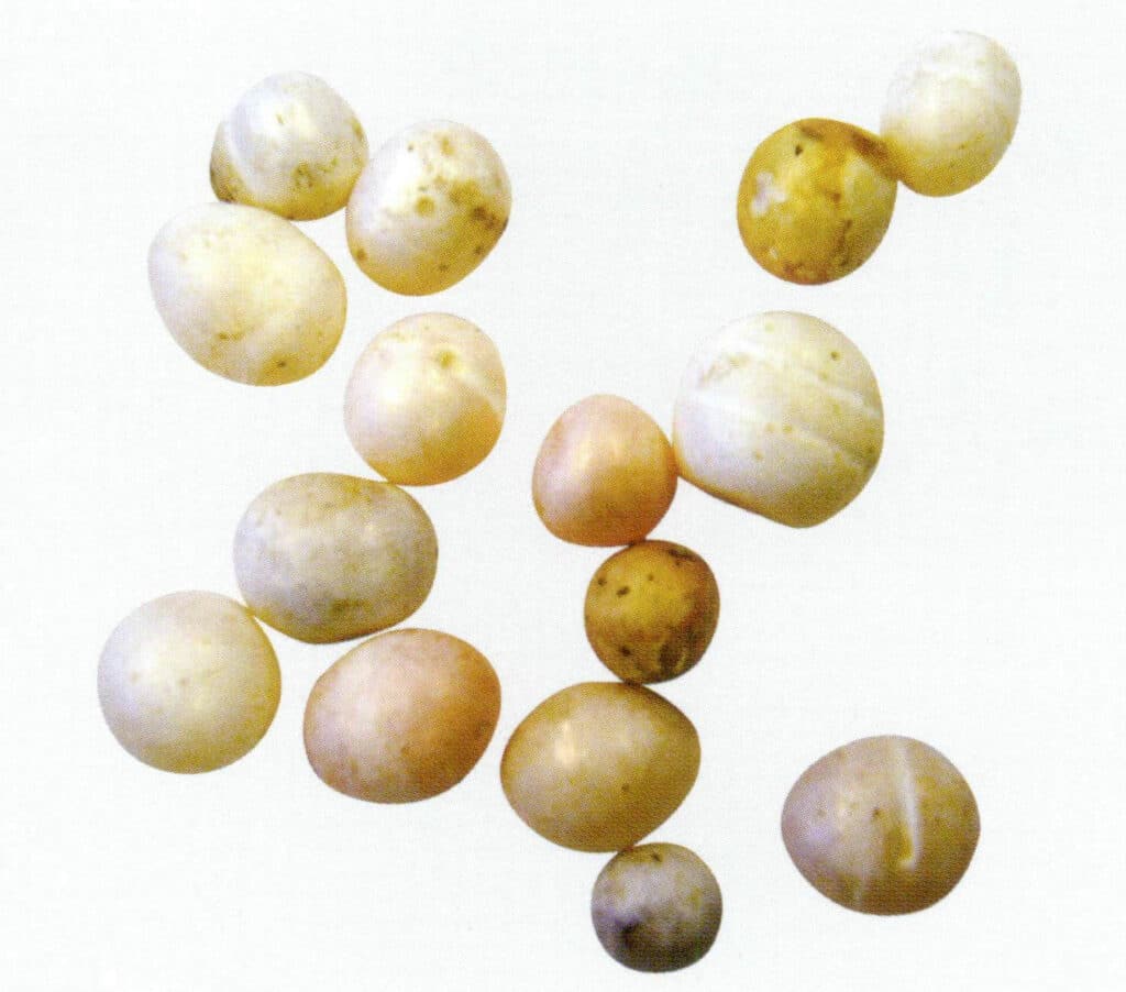 Figure 1-5-5 Unwashed pearls