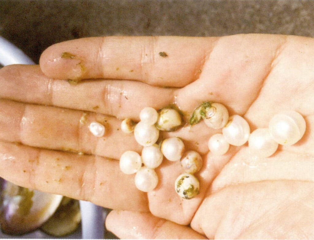 Figure 1-5-3 Freshly harvested pearls (2)