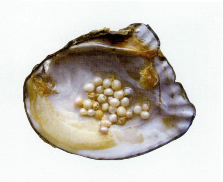 Figure 1-5-4 Unwashed pearls and mother-of-pearl shells