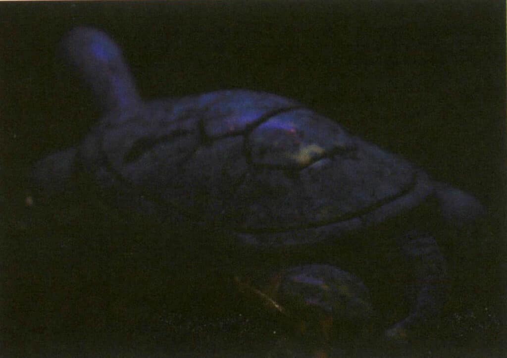 Figure 3-2-35 Under long-wave ultraviolet fluorescent light, blue fluorescence (of lapis lazuli) is not visible to the naked eye.