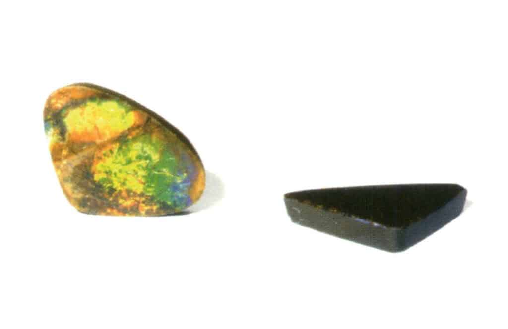 Şekil 4-1-12 Ammonit