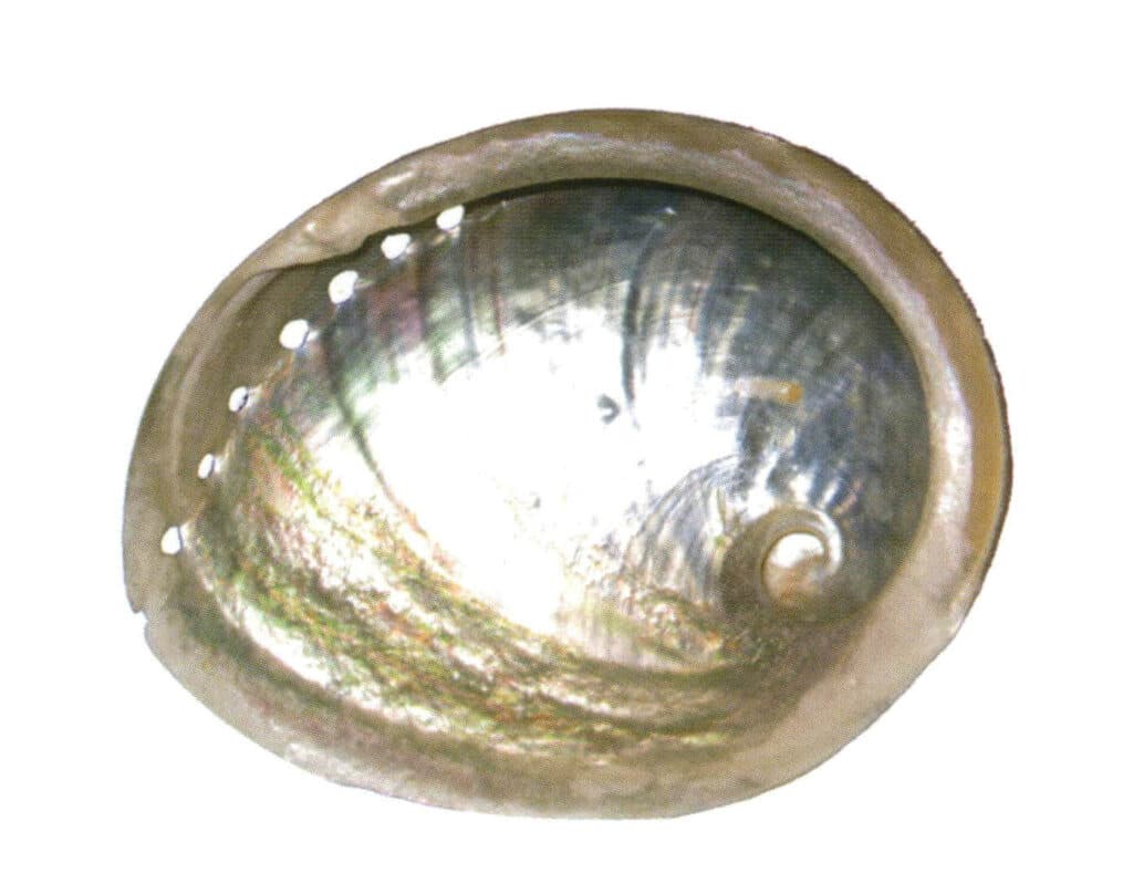 Şekil 4-1-13 Abalone Kabuğu