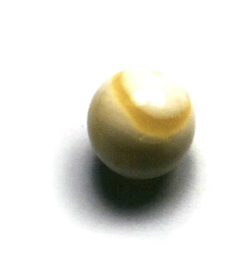 Şekil 4-1-14 Tridacna