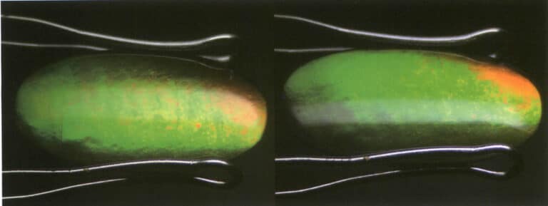 Şekil 4-2-28 Ammonitin halo etkisi (yansıyan ışık)