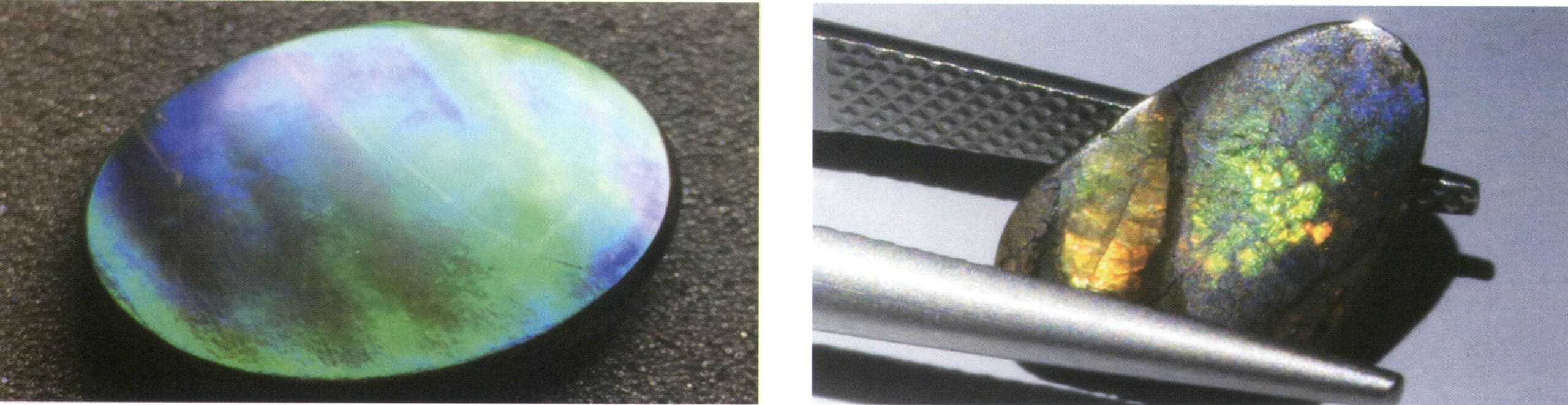 Şekil 4-2-48 Ammonit