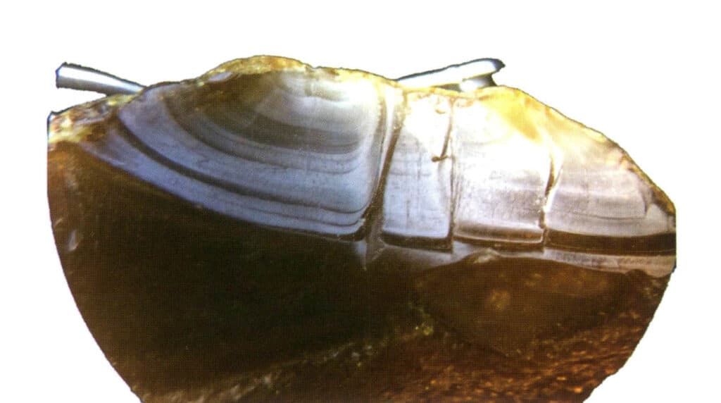 Şekil 4-3-1 Kehribar Kabuğu Benzeri Kırıkların Farklı Desenleri