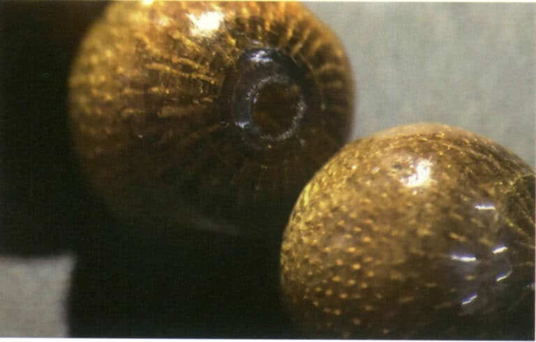 Şekil 4-3-5 Altın Mercan Yapısı (Dikey Aydınlatma Yöntemi, 20X)