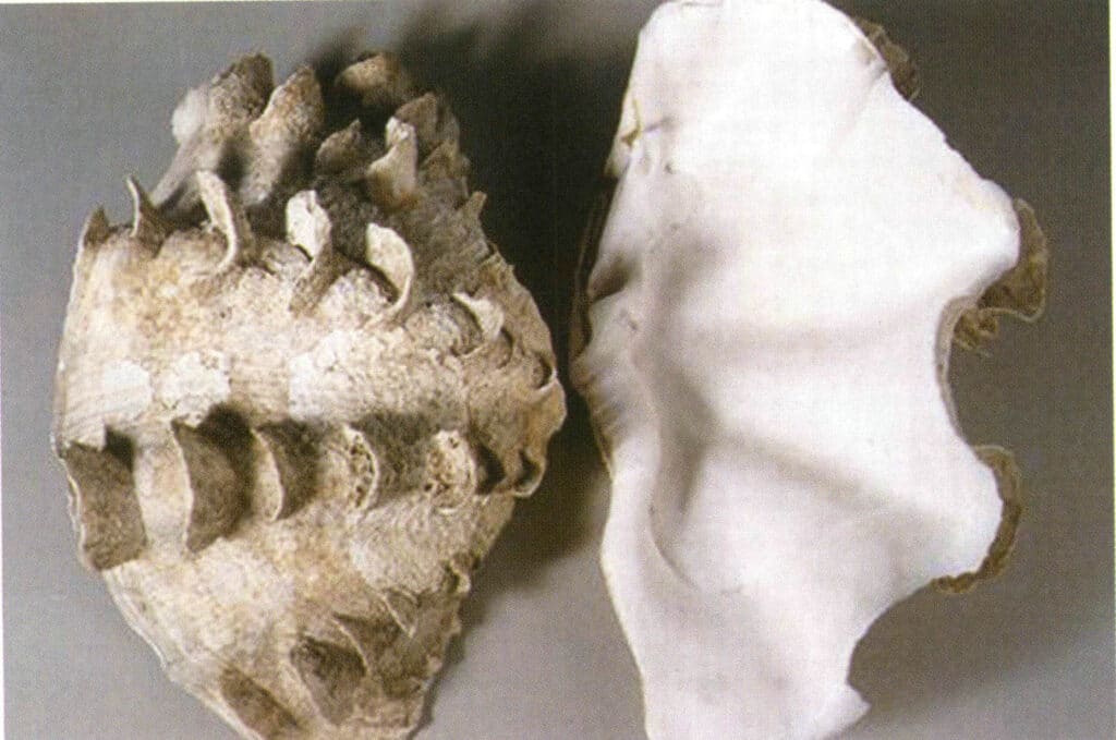 Şekil 4-3-15 Tridacna