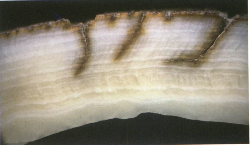 Şekil 4-3-25 Mamut fildişinin yan tarafındaki "dentin" bölgesine yakın kaba konsantrik katman desenleri