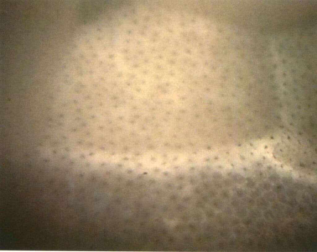 Rysunek 5-2-11 Struktura plastra miodu szklanego oka kota (metoda oświetlenia ciemnego pola 25x)