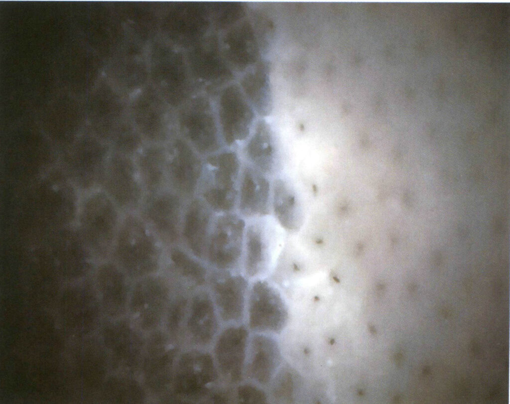 Rysunek 5-2-12 Struktura plastra miodu szklanego oka kota (metoda oświetlenia ciemnego pola 25x)