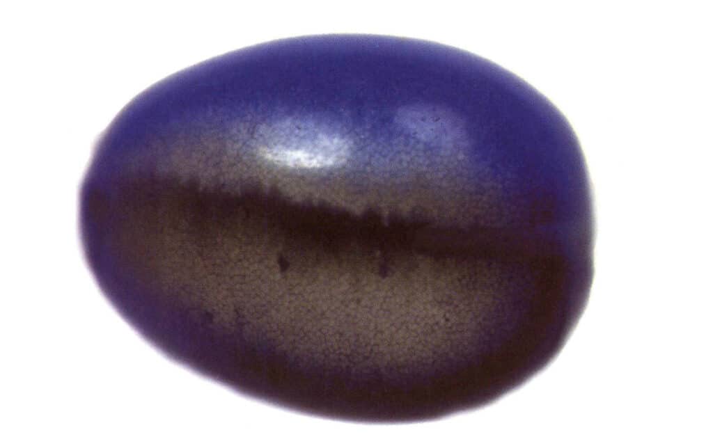 Rysunek 5-2-8 Obserwując kierunek jasnej linii równoległego szklanego oka kota, szklane oko kota wydaje się półprzezroczyste.