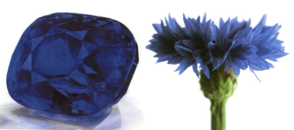 الشكل 2-3-23 أزرق ردة الذرة (إلى اليسار ياقوت أزرق زهري؛ وإلى اليمين زهرة الذرة)