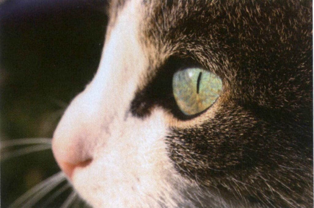 الشكل 2-3-59 تظهر حدقتا عيني القطة'خطية تحت الضوء القوي.