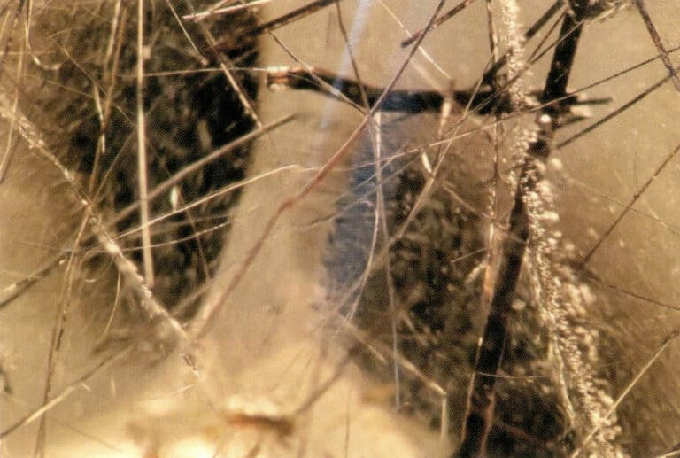 Figure 1-17 Rutile needle-like inclusions in the crystal