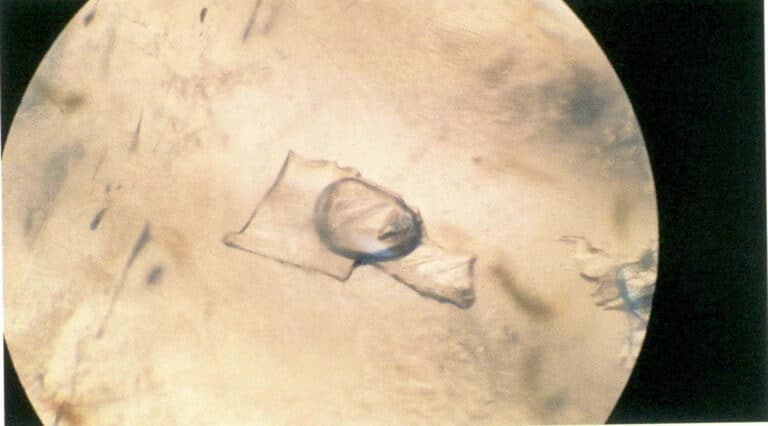 Figure 1-21 Gas-liquid two-phase inclusion