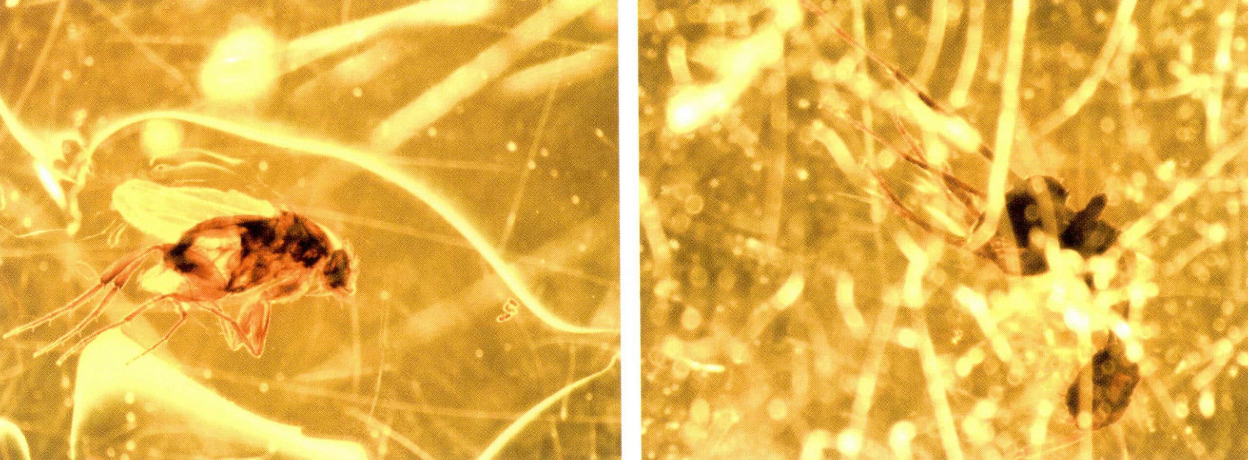 Figure 7-6 Inclusions in Amber