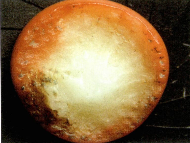 Figure 7-17 Bone products have intermittent straight textures and hollow tubular shapes