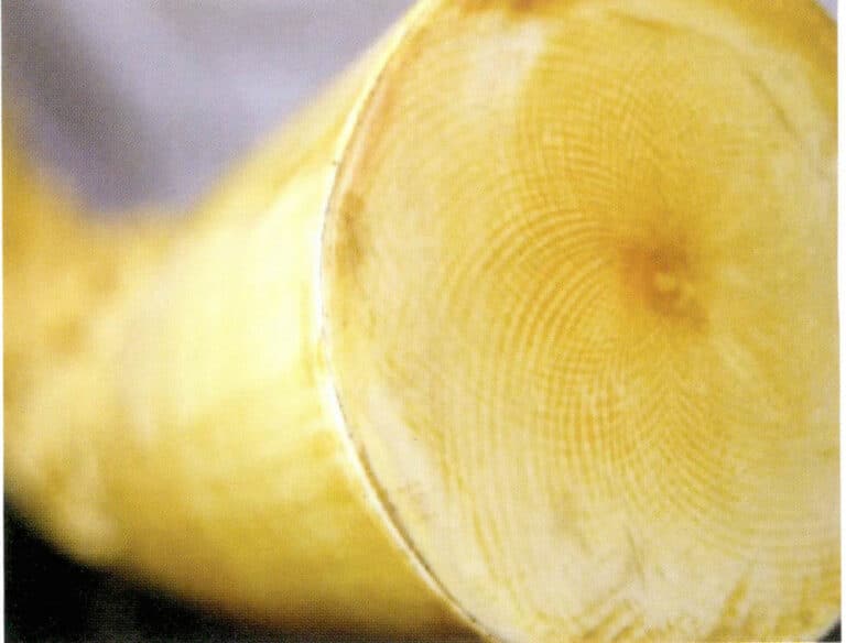 Figure 7-21 Characteristics of the cross-section of ivory