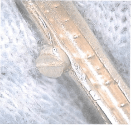 Perline dorate in rilievo sulla superficie