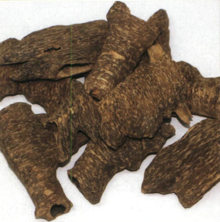 Insect-bored agarwood