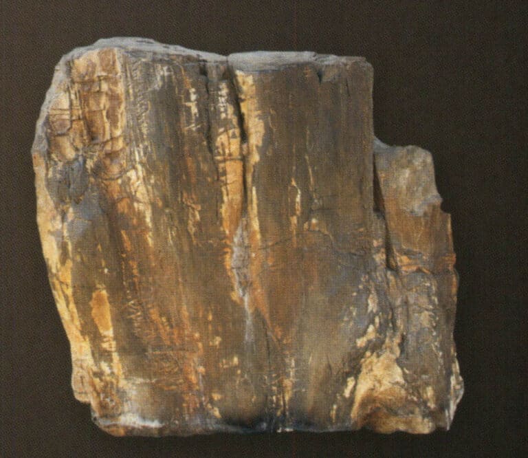 Petrified wood