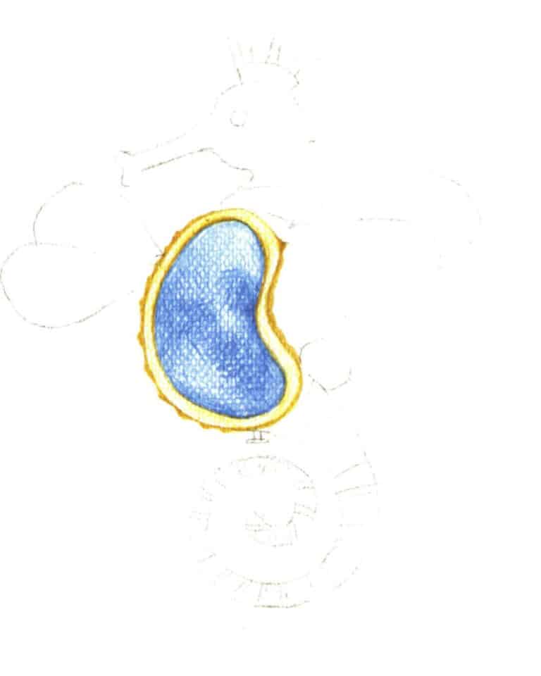 Step 05 After completing the line draft, use an eraser to lighten the lines and start coloring. Use colored pencils 404, 483 and 487 to depict the golden edging on the belly of the seahorse brooch, and use colored pencils 447 and 445 to color the middle blue gemstone part.