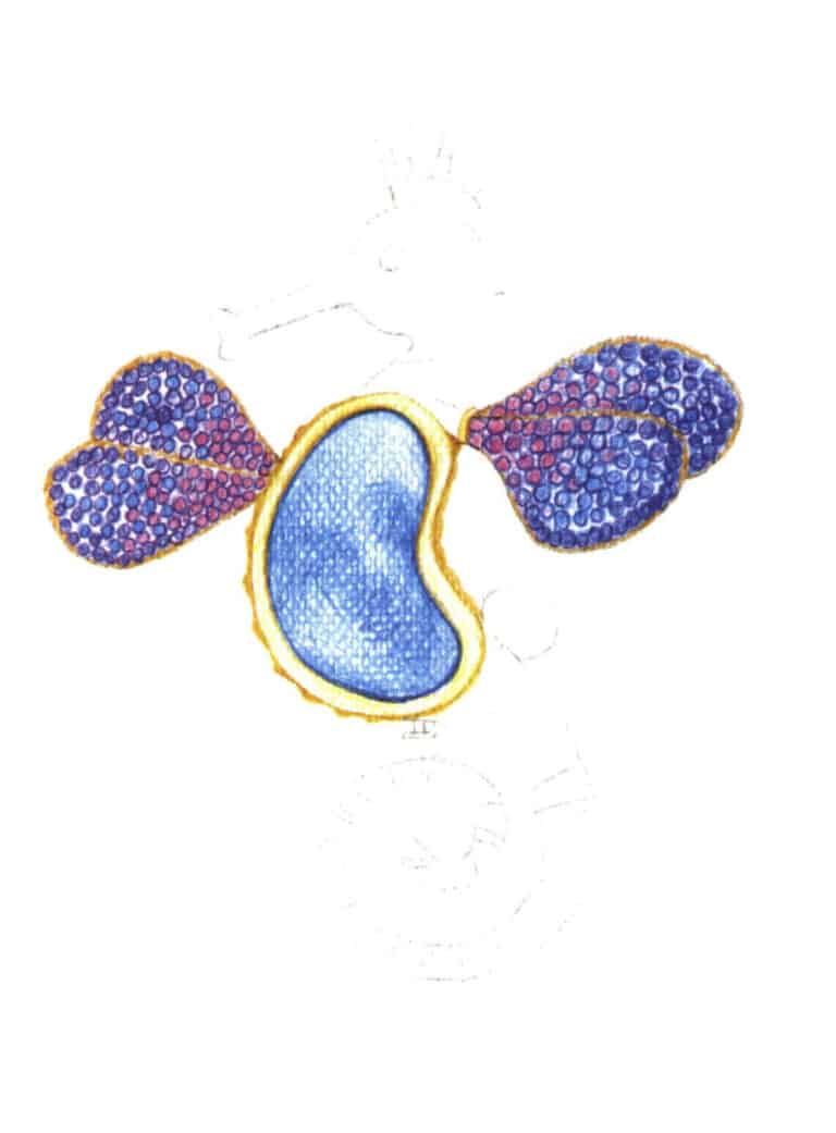 Step 06 Use colored pencils 487 to accurately outline the wings of the seahorse brooch, and use colored pencils 443, 445, 439, and 429 to depict the colored diamonds on the wings.