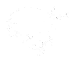 Step 06 Soften the previous pencil lines with a soft eraser to prepare for coloring, avoiding smudging. Ensure faint guidelines remain visible.