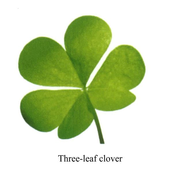 Three-leaf clover