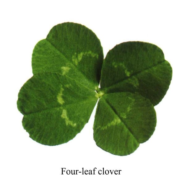 Four-leaf clover