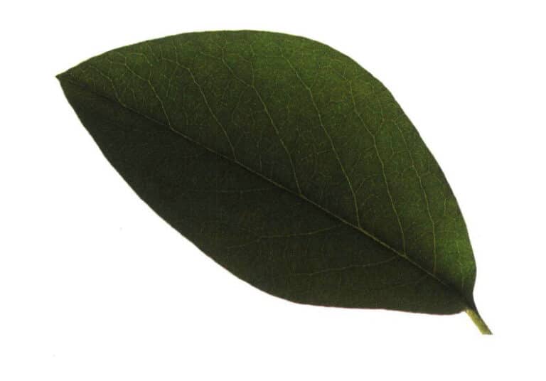 These elements play a key role in jewelry design. They can influence jewelry design in shape, texture, color, craftsmanship, and emotional expression. They can systematically and comprehensively unify the design effect and style, making the work appear neither monotonous, chaotic, nor uninteresting, thus enhancing the visual experience. This case uses "leaves" as the theme element, adopting the shape of oval leaves, widest in the middle, with rounded tips and petioles. The leaf shape, symbolizing life, simplicity, dedication, and hope, is made into jewelry, allowing the beautiful meaning of the leaves to endure, thus echoing the theme.