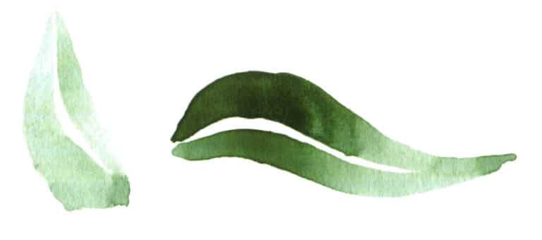 Two methods exist for leaving white space: manual reserving whites and masking fluid technique. Manual reserving whites usually looks more natural but requires more skill, making it difficult for beginners to master. It requires more practice. The specific operation method is to leave out the highlights and other areas that need to be left white during the coloring process without any coloring steps.