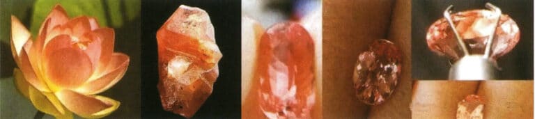 Pink-orange lotus and Padparadscha