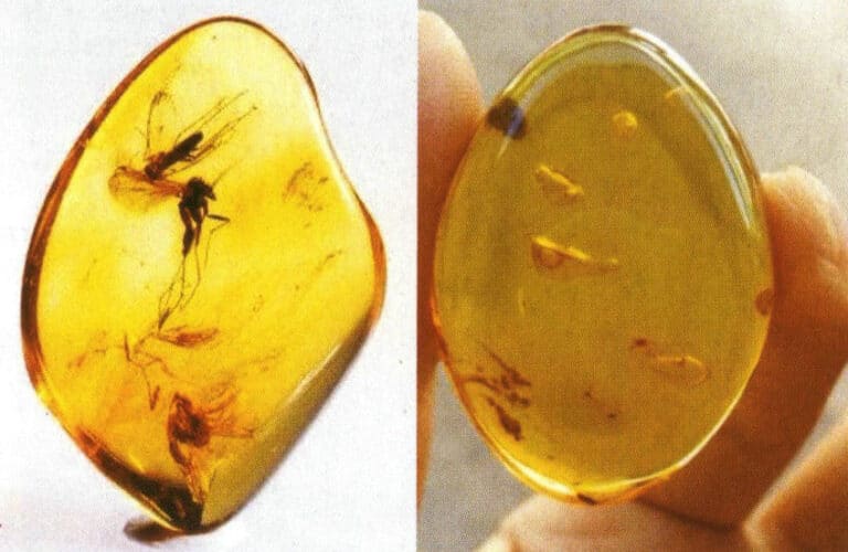 Insect-inclusion amber