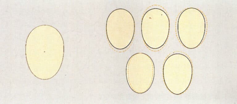 Standard oblong face (left) and variant oblong face (right)